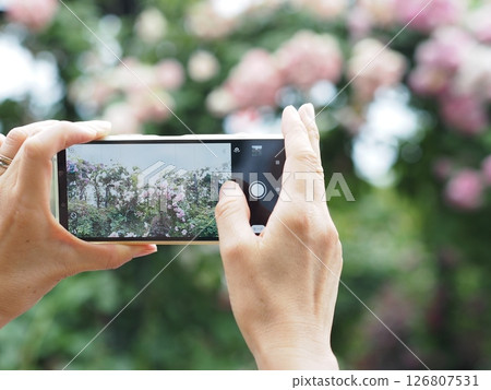A person taking a picture of a rose with a smartphone A person taking a picture of a rose with a smartphone 126807531