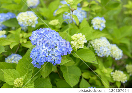 Blue hydrangea Hydrangea Rainy season Early summer [Kamakura City, Kanagawa Prefecture] 126807634