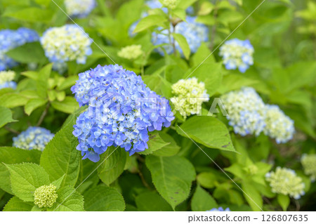 Blue hydrangea Hydrangea Rainy season Early summer [Kamakura City, Kanagawa Prefecture] 126807635