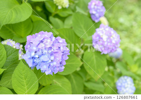 Hydrangea rainy season early summer [Kamakura City, Kanagawa Prefecture] 126807661