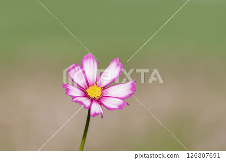 Beautiful pink cosmos blooming in the autumn field Beautiful pink cosmos blooming in the autumn field 126807691