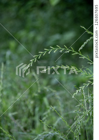 Grass in the forest wet with morning dew Grass in the forest wet with morning dew 126807695