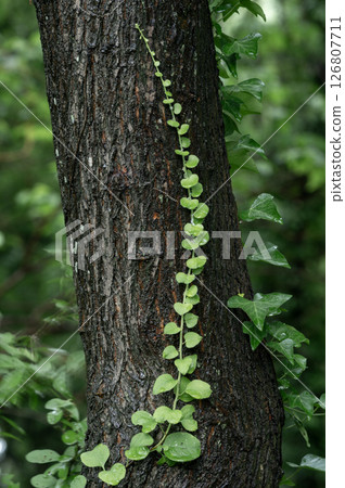 Ivy starting to wrap around a tree 126807711