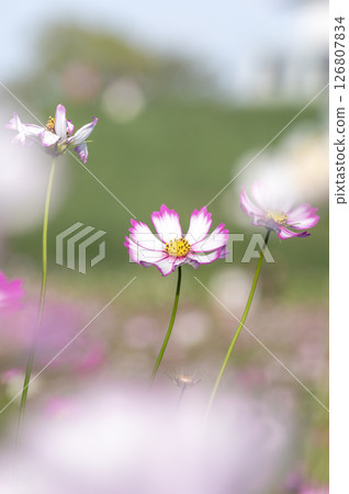 Cosmos swaying in the autumn breeze Cosmos swaying in the autumn breeze 126807834