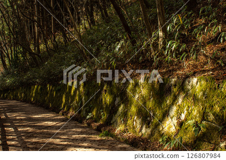 金剛伏見山森林道路上長滿青苔的石牆和冬季健行小徑 126807984
