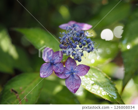 Hydrangea flowers blooming in the valley after the rain 126808034