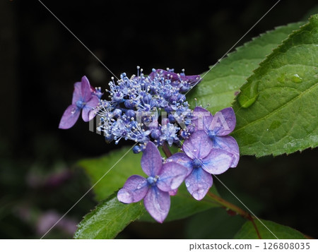 Hydrangea flowers blooming in the valley after the rain 126808035
