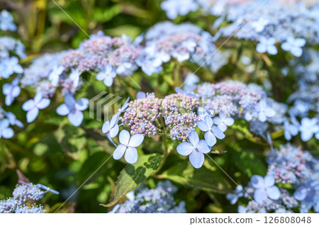 Light blue hydrangea, hydrangea, rainy season, early summer, June [Kanagawa Prefecture] 126808048
