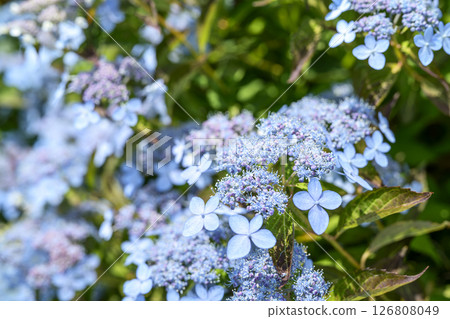 Light blue hydrangea, hydrangea, rainy season, early summer, June [Kanagawa Prefecture] 126808049