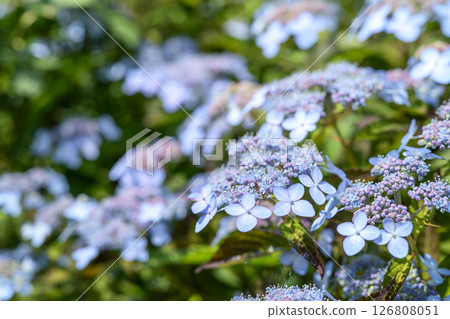 淡藍色繡球花，繡球花，梅雨，初夏，六月[神奈川縣] 126808051
