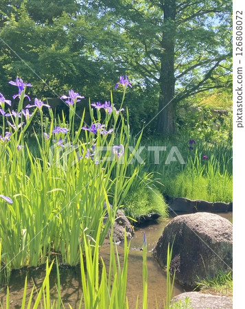 Iris in nature 2 Iris in nature 2 126808072