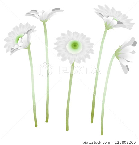 雛菊 雛菊 126808209