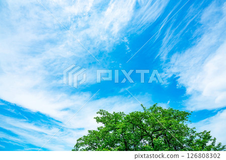 Blue sky, clouds and grove 126808302