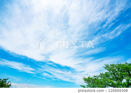 藍天,白雲和樹林 藍天,白雲和樹林 126808306