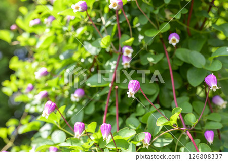 Clematis Bell Purple Early Summer Material 126808337