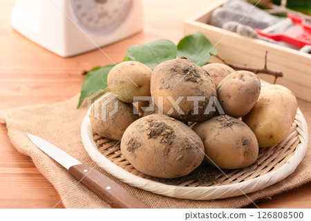 剛收穫的土豆 126808500
