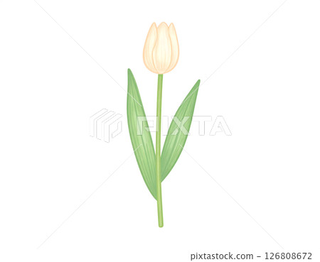 Tulip 126808672