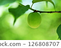 Blue plum fruit 126808707