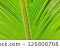 Cycads 126808708