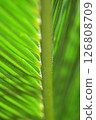 Cycads 126808709