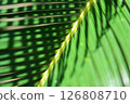 Cycads 126808710