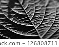 Leaves of hydrangea 126808711