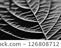 Leaves of hydrangea 126808712
