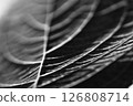 Leaves of hydrangea 126808714