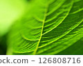 Leaves of hydrangea 126808716
