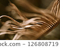 Withered and wavy cycad 126808719