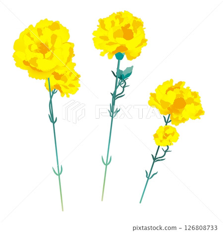 Carnation Carnation 126808733