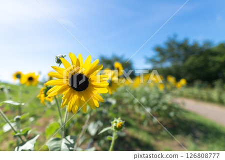 Blooming miniature sunflowers and the blazing summer sun 126808777