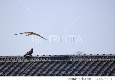 (Takahama) 06011712 126808885