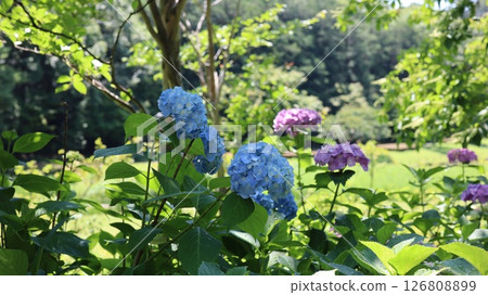Hydrangeas blooming on a clear day in the rainy season Kasaku Hydrangea Kasama Art Forest Park 126808899