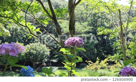 梅雨季節晴天盛開的繡球花 笠間繡球花 笠間藝術森林公園 126808900
