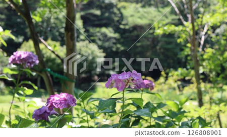 梅雨季節晴天盛開的繡球花 笠間繡球花 笠間藝術森林公園 126808901
