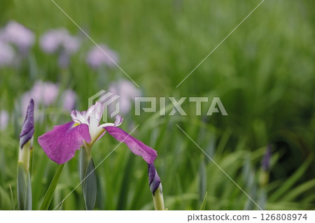 虹膜/虹膜 虹膜/虹膜 126808974