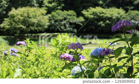 Hydrangeas blooming on a clear day during the rainy season at Kasama Art Forest Park 126809002