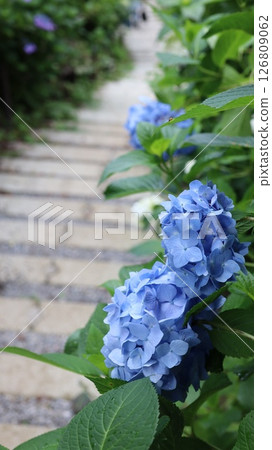 Hydrangeas soaked in the rain during the rainy season at Washioyamakami Shrine Hydrangeas soaked in the rain during the rainy season at Washioyamakami Shrine 126809062