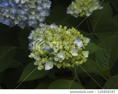 繡球花開始綻放，從花蕾到花朵 126809285