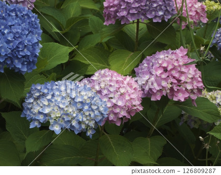 Hydrangea gradient 126809287