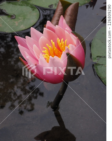 一朵睡蓮開始綻放，傾斜著頭 126809290