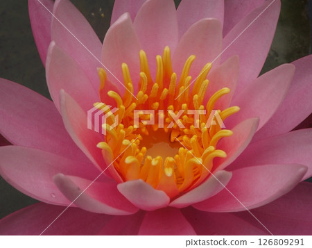 Water lily flower close-up 126809291
