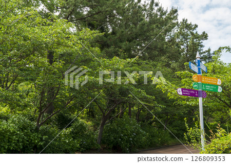 Early summer hydrangeas at Hakkeijima Early summer hydrangeas at Hakkeijima 126809353