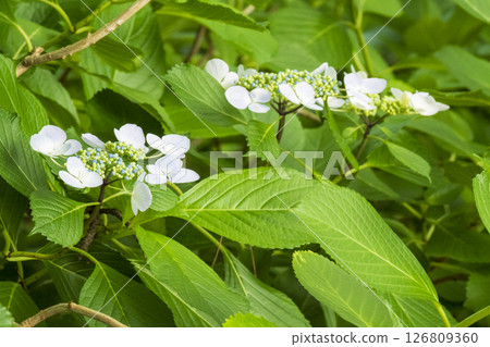 Early summer hydrangeas at Hakkeijima Early summer hydrangeas at Hakkeijima 126809360