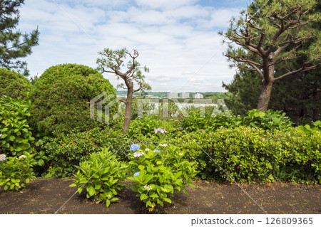 Early summer hydrangeas at Hakkeijima 126809365