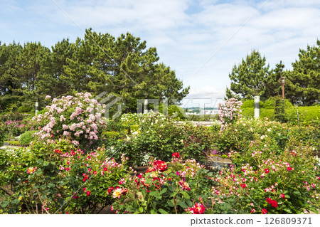 Early summer hydrangeas at Hakkeijima Early summer hydrangeas at Hakkeijima 126809371