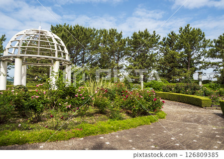 八景島初夏的繡球花 八景島初夏的繡球花 126809385