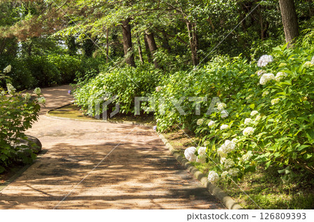 Early summer hydrangeas at Hakkeijima Early summer hydrangeas at Hakkeijima 126809393