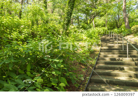 八景島初夏的繡球花 126809397